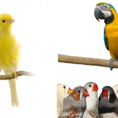 Τα πτηνά συντροφιάς (Μέρος 2ο): Νοσήματα που σχετίζονται με παράγοντες καταπόνησης (stress)